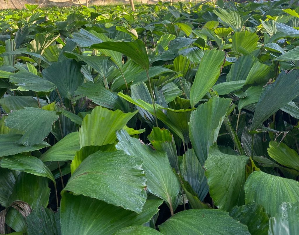 Sustainable Farming